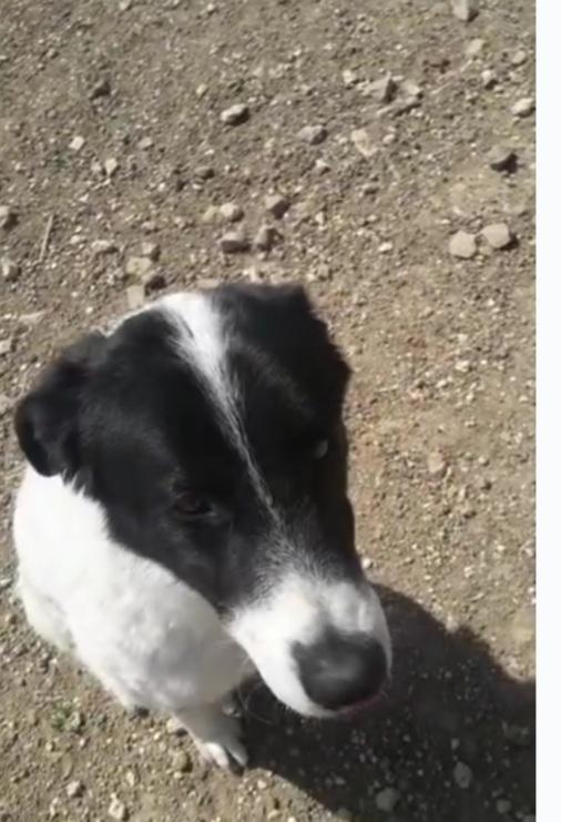 Mask giovane da 3anni in canile.PUGLIA Foto 4